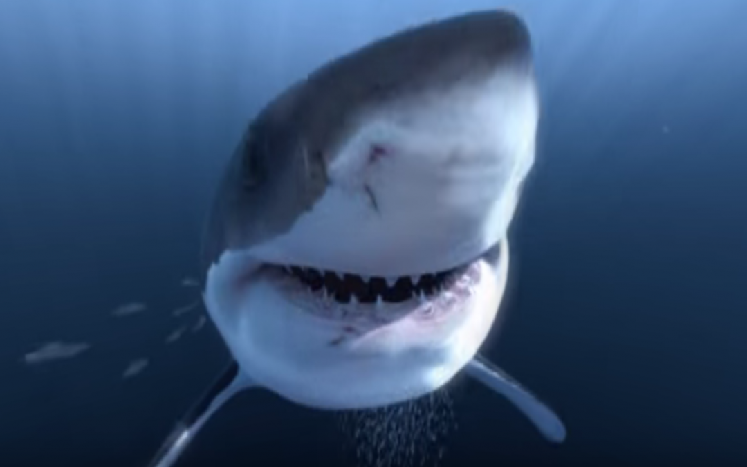 Swimming with great whites in virtual reality by Curiscope