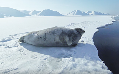 Greenpeace Noordpool les met virtual reality