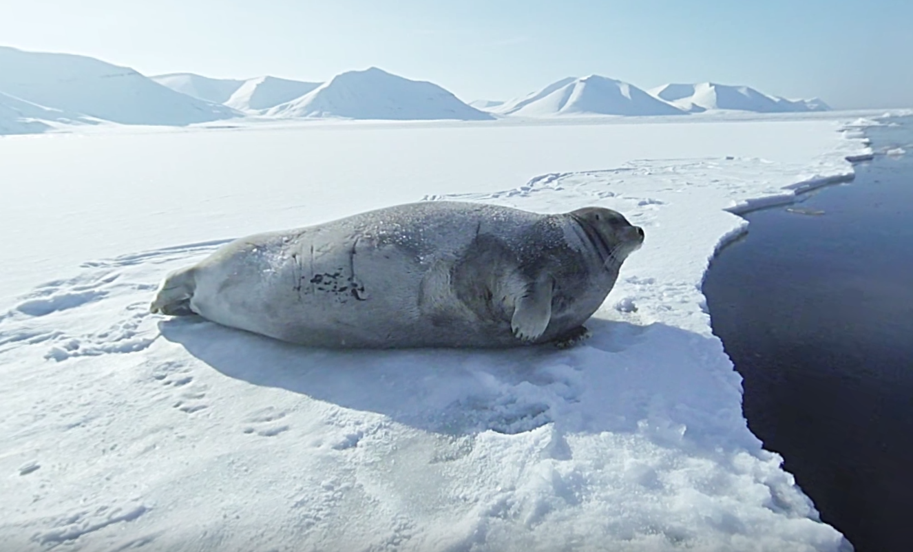 Greenpeace Noordpool les met virtual reality